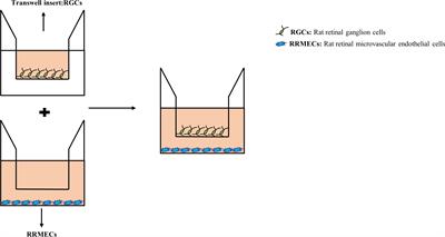 Comparative analysis of co-culture and monoculture models in simulating diabetic neurovascular dysfunction: insights into diabetic retinopathy